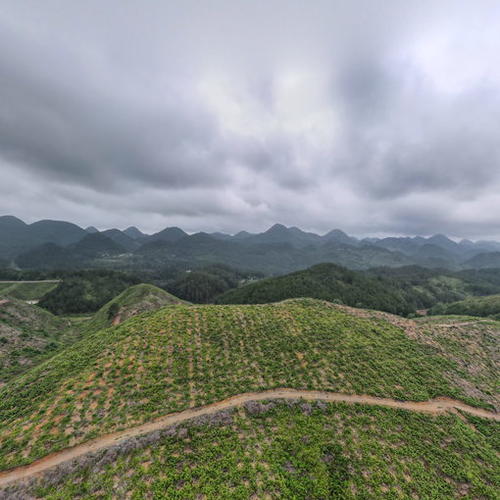 山桐子示范基地2023.7